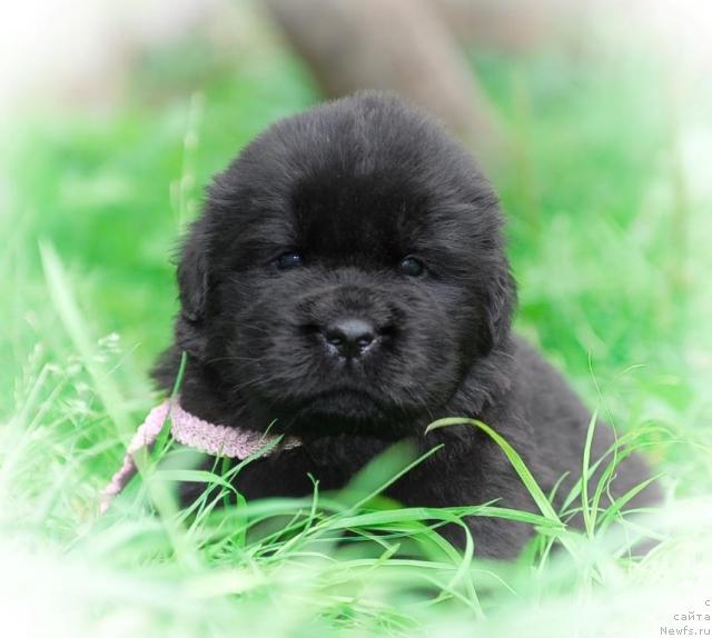 Фото: ньюфаундленд Сент Джонс Тендер Кисс оф Элли (Sent Djons Tender Kiss of Elly)