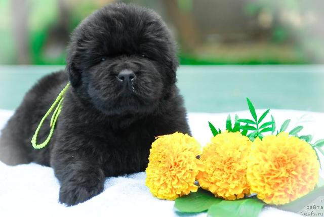 Фото: ньюфаундленд Сент Джонс Таис Афинская