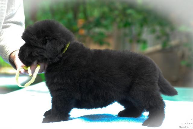 Фото: ньюфаундленд Сент Джонс Таис Афинская