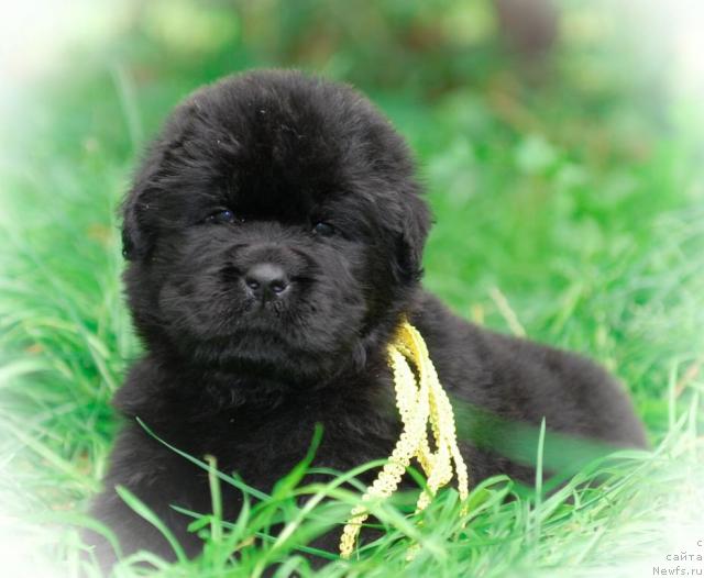 Фото: ньюфаундленд Сент Джонс Таис Афинская