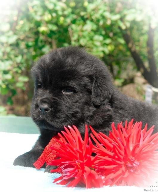 Фото: ньюфаундленд Сент Джонс Том Сойер