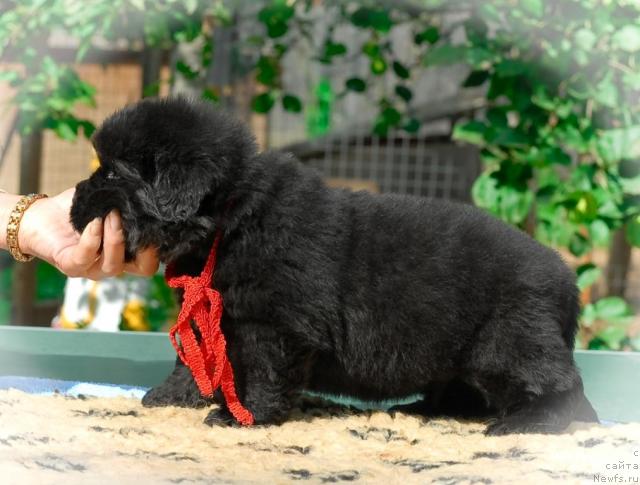 Фото: ньюфаундленд Сент Джонс Том Сойер
