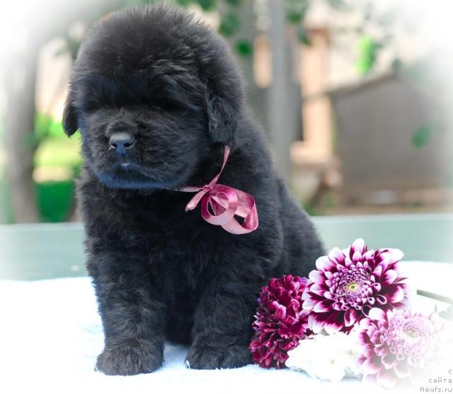 Фото: ньюфаундленд Сент Джонс Тайсон