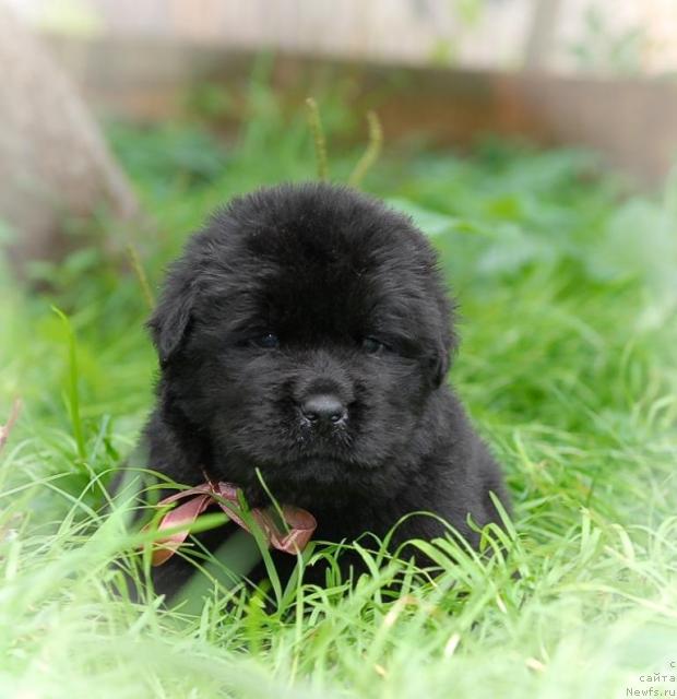 Фото: ньюфаундленд Сент Джонс Тайсон