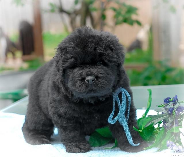 Фото: ньюфаундленд Сент Джонс Трюфель