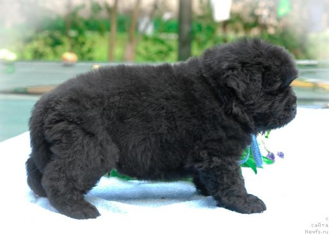 Фото: ньюфаундленд Сент Джонс Трюфель