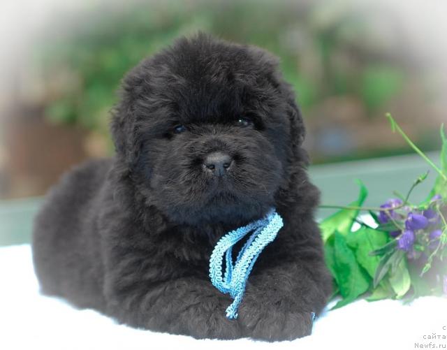 Фото: ньюфаундленд Сент Джонс Трюфель