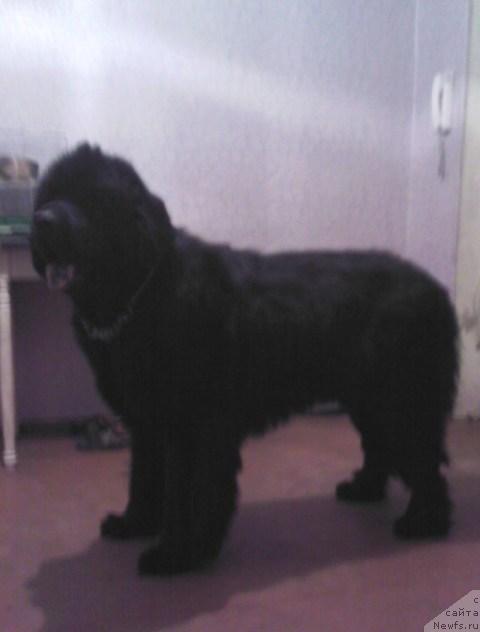 Фото: ньюфаундленд Винсент из Медвежьего Яра (Vincent iz Medvejyego Yara)