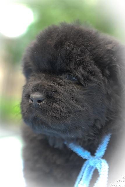 Фото: ньюфаундленд Сент Джонс Трюфель