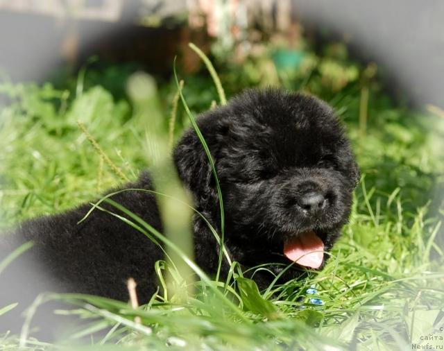 Фото: ньюфаундленд Сент Джонс Трюфель