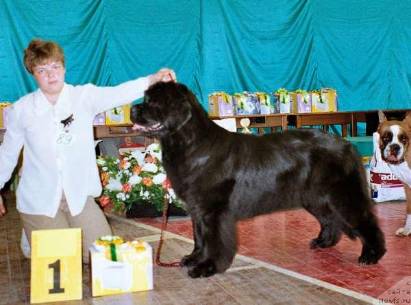 Фото: ньюфаундленд Juno vom Trieberg