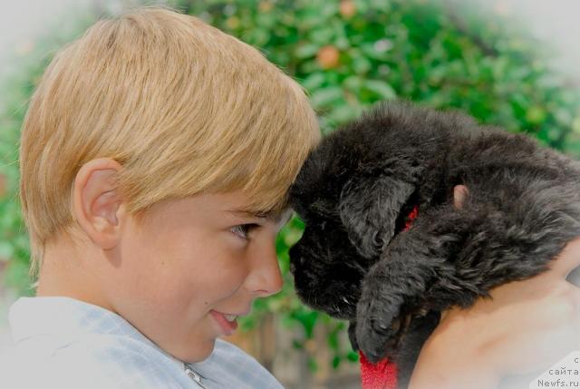 Фото: ньюфаундленд Сент Джонс Том Сойер