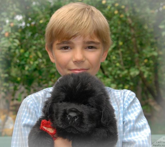 Фото: ньюфаундленд Сент Джонс Том Сойер