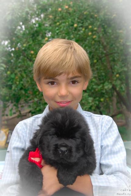 Фото: ньюфаундленд Сент Джонс Том Сойер