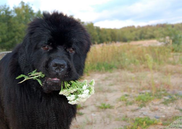 Фото: ньюфаундленд Супер Премиум Вашингтон