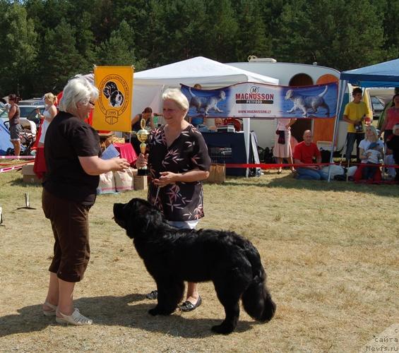 Фото: ньюфаундленд Perfect Jewel Nuo Ozo Kalvu