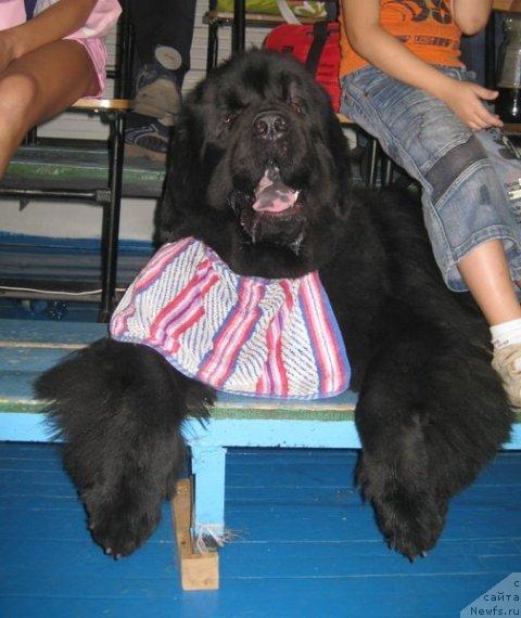 Фото: ньюфаундленд Винсент из Медвежьего Яра (Vincent iz Medvejyego Yara)