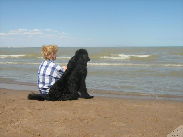 Фото: ньюфаундленд Женевьев Гарни Ледэн, Елена Сыса (Савина), автор фото, Мукан Аухадиев