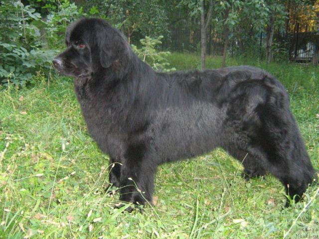 Фото: ньюфаундленд Женевьев Гарни Ледэн