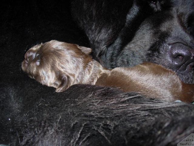 Фото: ньюфаундленд Лесная Сказка Раскрасавица