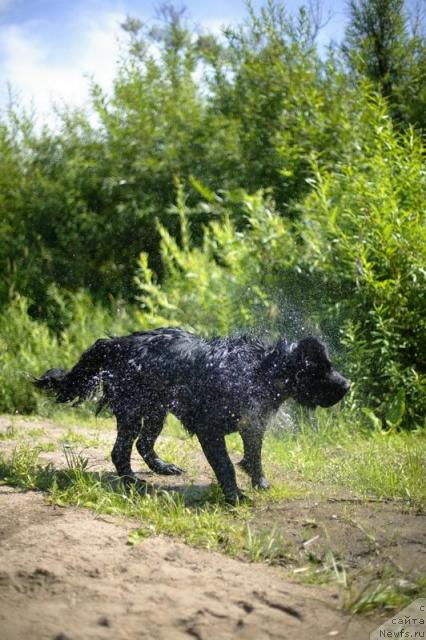 Фото: ньюфаундленд Любимая Моя с Берега Дона (Lubimaya Moya s Berega Dona)