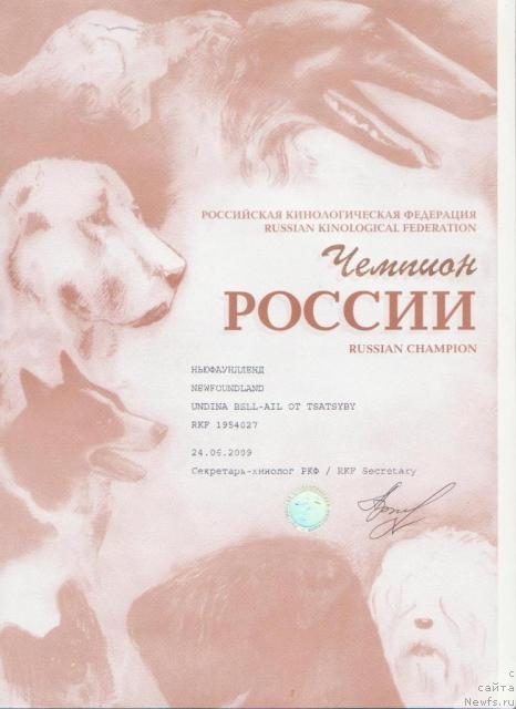 Фото: ньюфаундленд Ундина Белл-Айл от Цацибы (Undina Bell-Ail ot Tsatsyby)