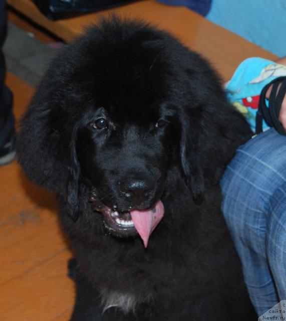 Фото: ньюфаундленд Формула Любви от Сибирского Медведя