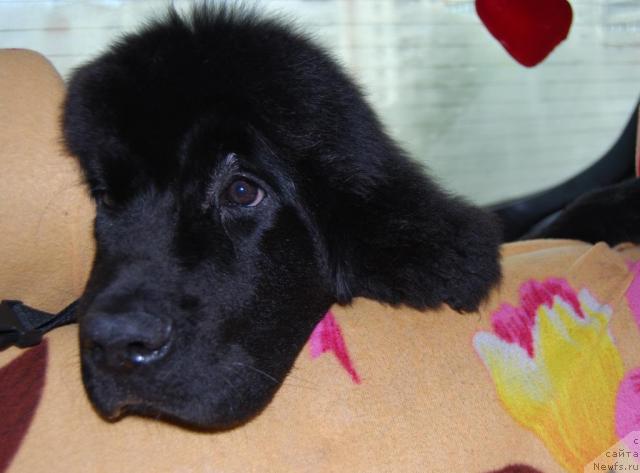 Фото: ньюфаундленд Формула Любви от Сибирского Медведя