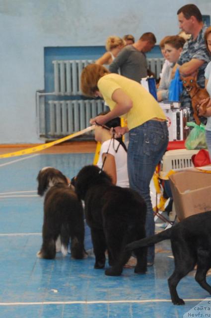 Фото: ньюфаундленд Формула Любви от Сибирского Медведя