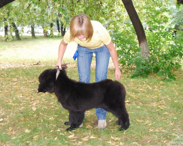Фото: ньюфаундленд Формула Любви от Сибирского Медведя