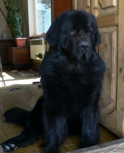 Фото: ньюфаундленд Веридан Звездный Путь