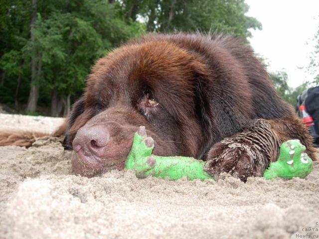 Фото: ньюфаундленд Конфуций