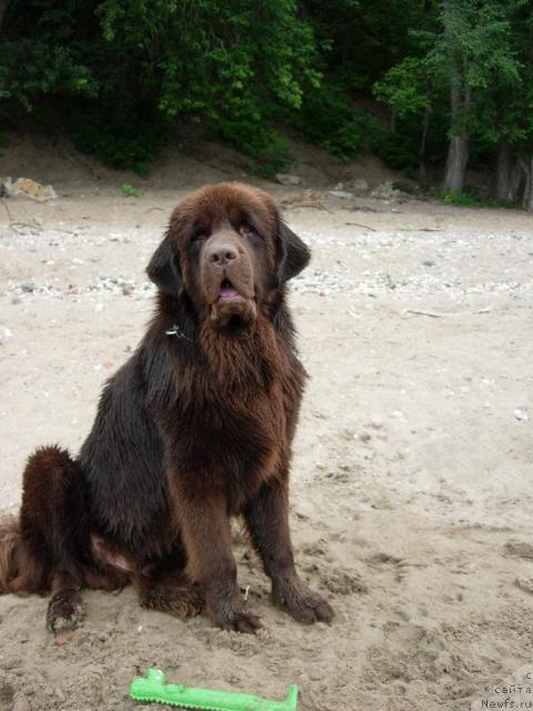 Фото: ньюфаундленд Конфуций