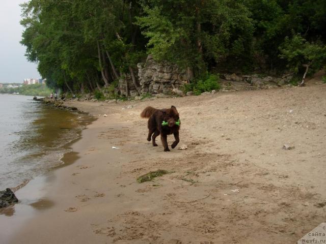 Фото: ньюфаундленд Конфуций
