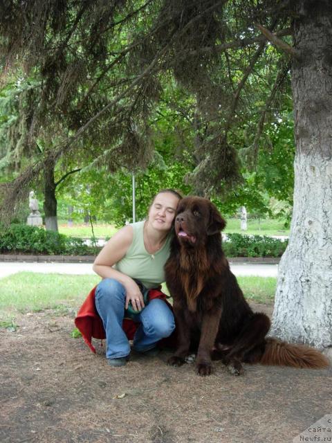 Фото: Диана Ларина, ньюфаундленд Конфуций