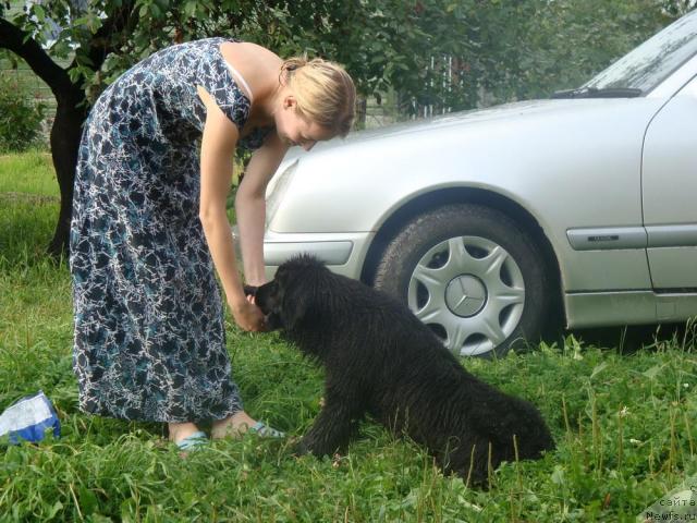 Фото: ньюфаундленд Любимая Медведица Моя