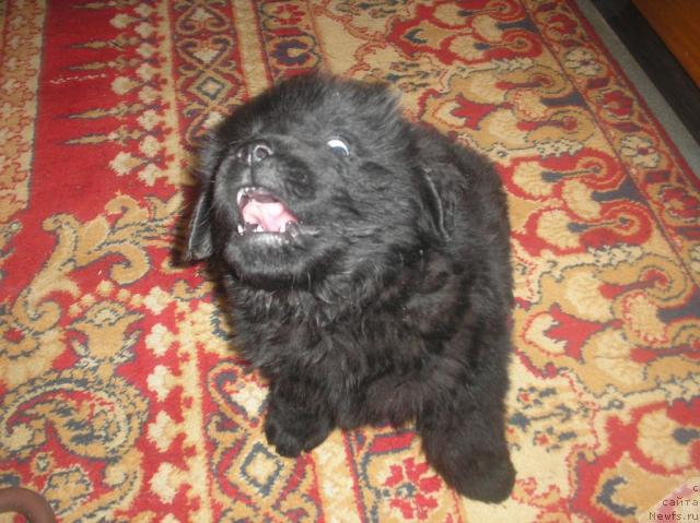 Фото: ньюфаундленд Ллойд Блэк