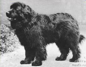 Фото: ньюфаундленд Gladiator von Charlottenhof