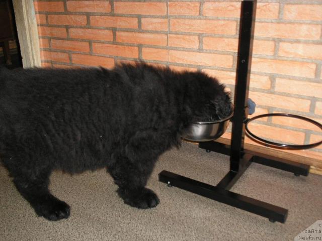 Фото: ньюфаундленд Ллойд Блэк