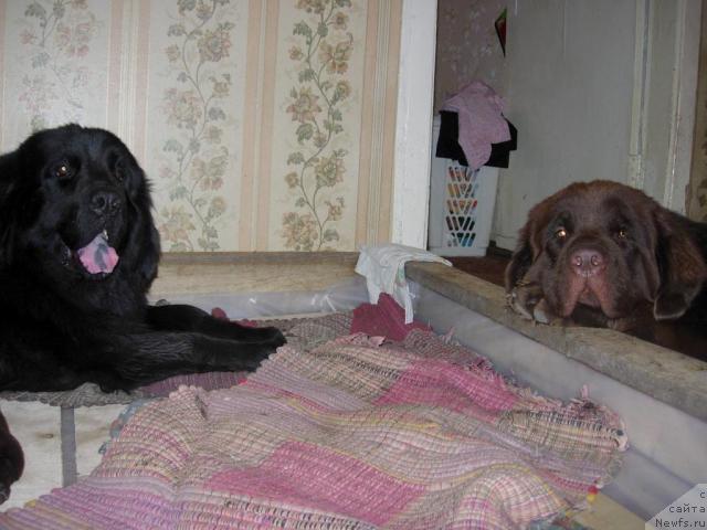 Фото: ньюфаундленд Лесная Сказка Раскрасавица, ньюфаундленд Конфуций