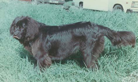 Фото: ньюфаундленд Юлиан Норд Сейвер