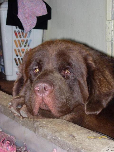 Фото: ньюфаундленд Конфуций