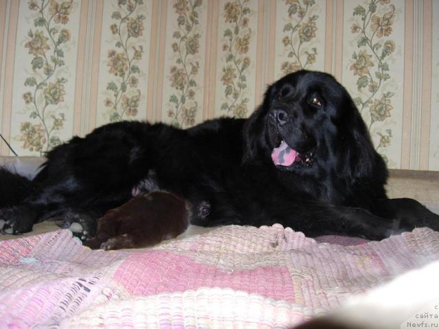 Фото: ньюфаундленд Лесная Сказка Раскрасавица