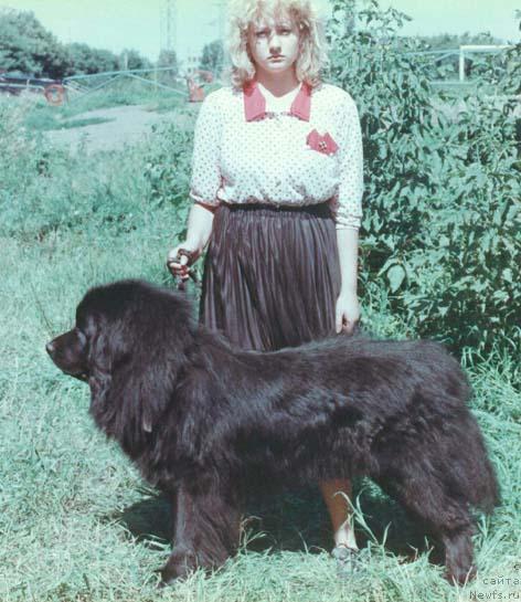 Фото: ньюфаундленд Арлекино Баккара