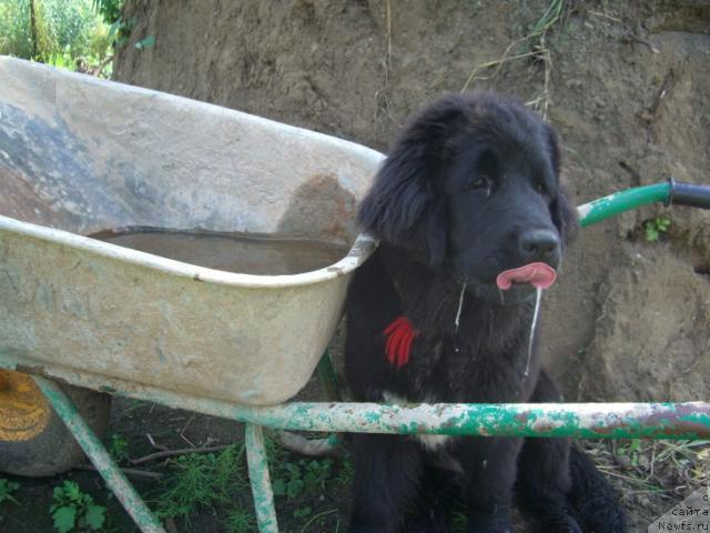Фото: ньюфаундленд Плюшевая Панда Пленительная Далида
