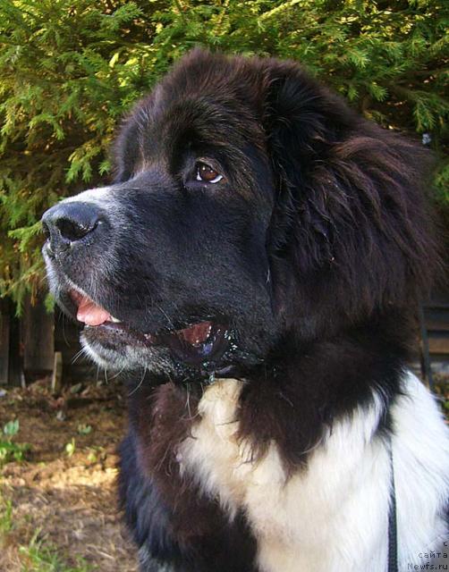 Фото: ньюфаундленд Супер Бизон Гера