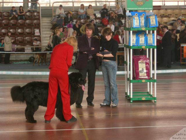 Фото: ньюфаундленд Vein Vest