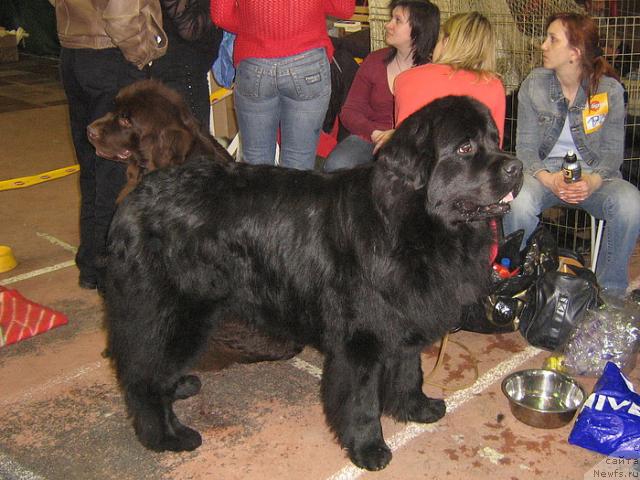 Фото: ньюфаундленд Маг Исполин Жгучий Брюнет