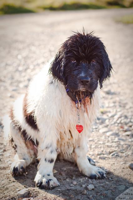 Фото: ньюфаундленд Питерньюф Продижи (Piternyuf Prodigy)