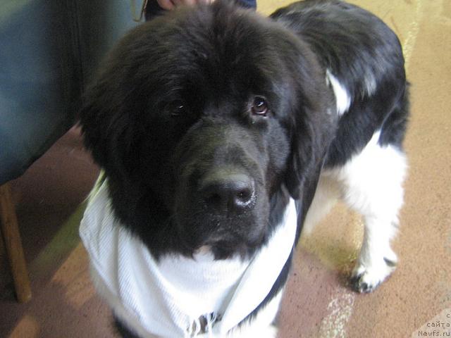 Фото: ньюфаундленд Маг Исполин Император